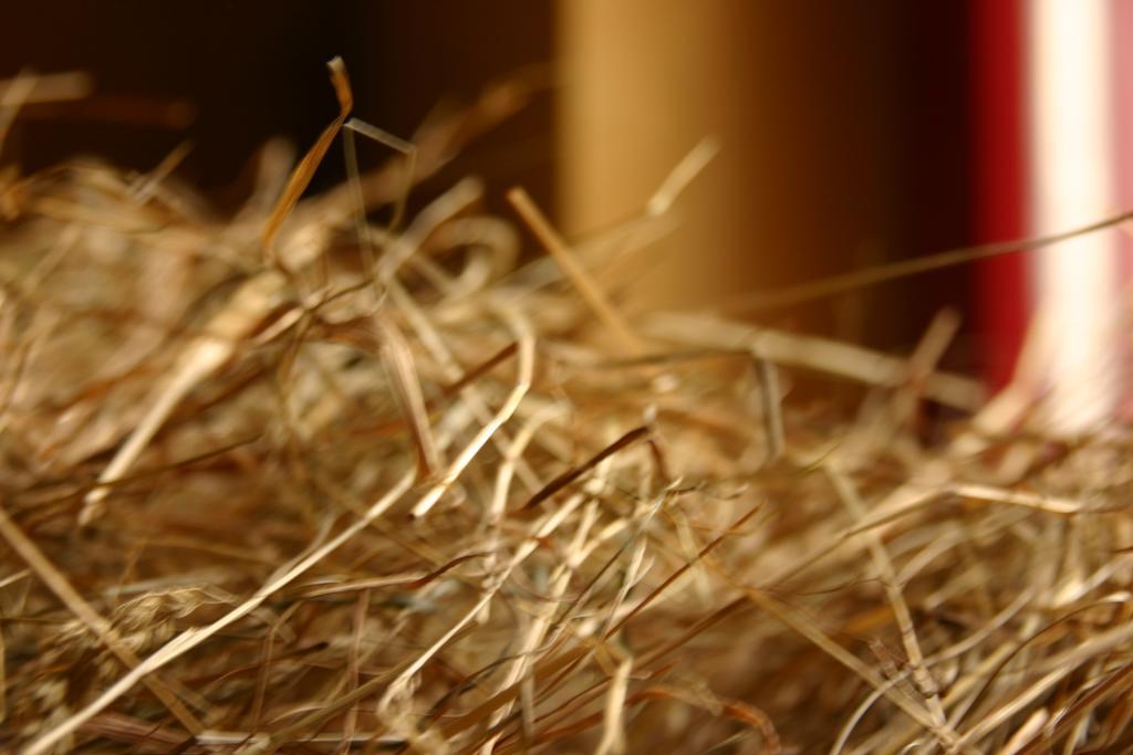ראדבול Ferienhof Dittrichs Erben חדר תמונה